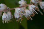 Mountain sweetpepperbush